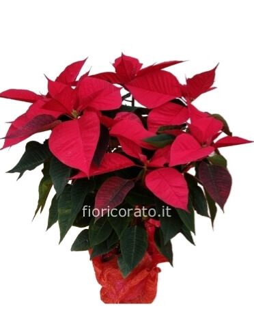 Stella di Natale vaso 18/20