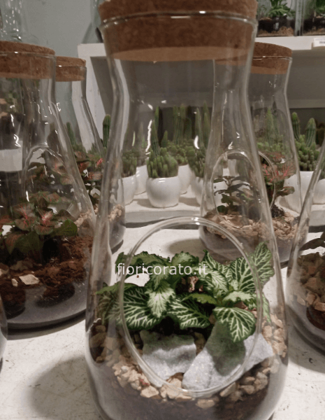 cactus in glass (su ordinazione 48 ore prima)